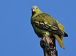 Thumbnail for File:Grey-fronted Green Pigeon, Western Ghats.jpg