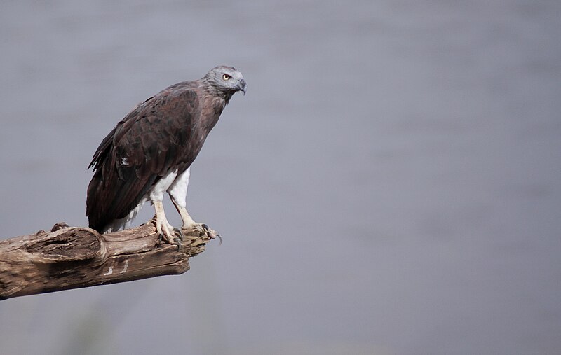 File:Grey Headed Fish Eagle - Ichthyophaga ichthyaetus.jpg