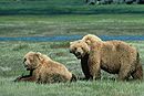 Grizzlybären im Yellowstone-Nationalpark