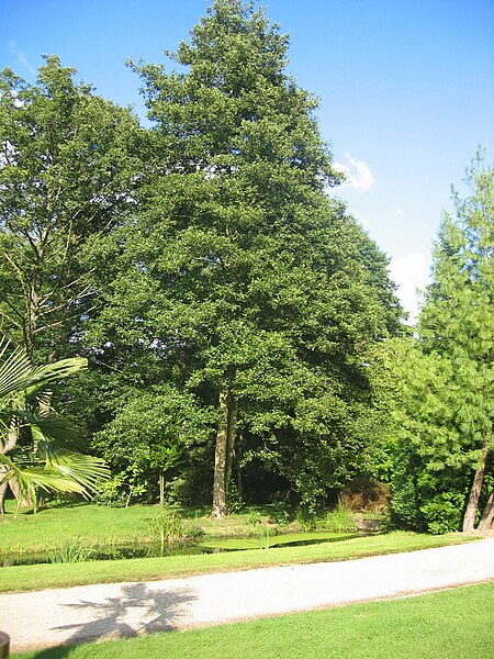 File:Guteborn, Parkweg 10, Stechpalme Parkteich, Westansicht, 01.jpg