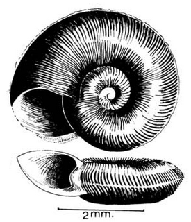 <i>Gyraulus costulatus</i> Species of gastropod