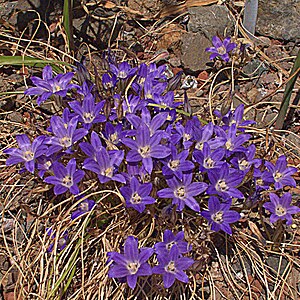 Brodiaea minor