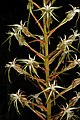 Habenaria nyikana South Africa