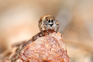 <i>Habronattus ustulatus</i> Species of spider