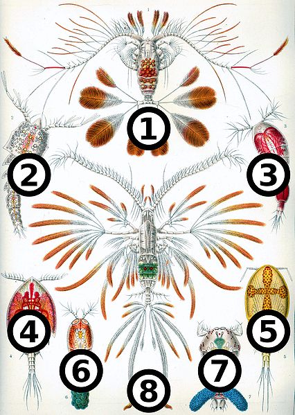 File:Haeckel Copepoda big spots.jpg