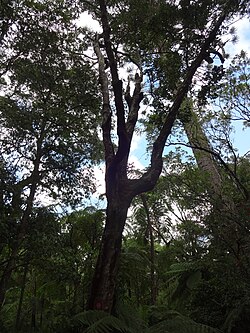 Psydrax montana in Hakgale Botanical Garden