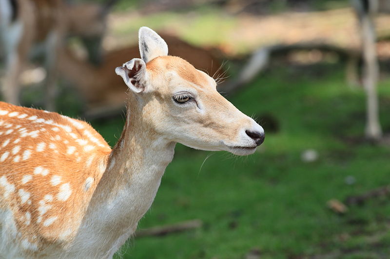 File:Haltern - Naturwildpark Granat - Dama dama dama 33 ies.jpg