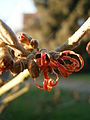 Hamamelis 'Jelena' close-up