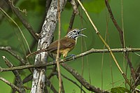 Happy wren (Pheugopedius felix) Happy Wren - Oaxaca - Mexico S4E8421 (16982140919).jpg