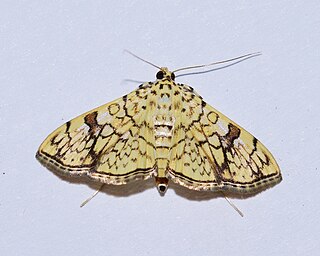 <i>Haritalodes polycymalis</i> Species of moth