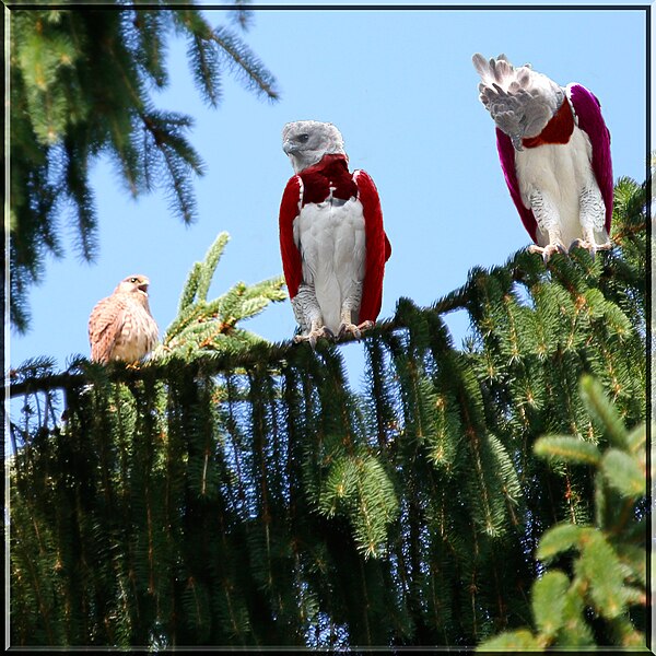 File:Harpy Eagle meets Kestrel.jpg