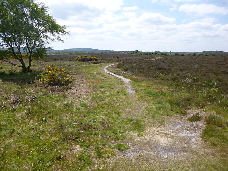 File:Hartland Moor, track - geograph.org.uk - 3502216.jpg