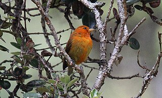 <span class="mw-page-title-main">Hawaiʻi ʻakepa</span> Species of bird