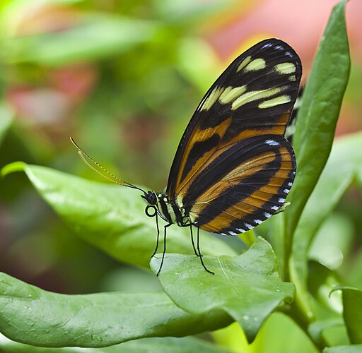 Бабочка Heliconius hecale