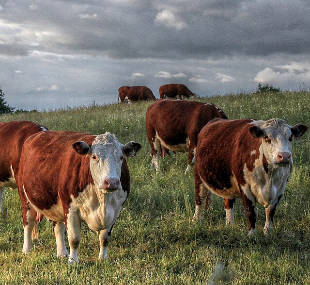 Image: Herefordshire Cattle in Hartlebury