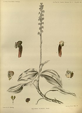 Hetaeria affinis (syn. Hetaeria rubens) in: G. King & R. Pantling: The Orchids of the Sikkim-Himalaya (1898)