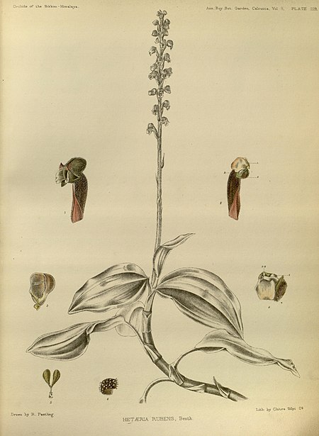 Hetaeria affinis