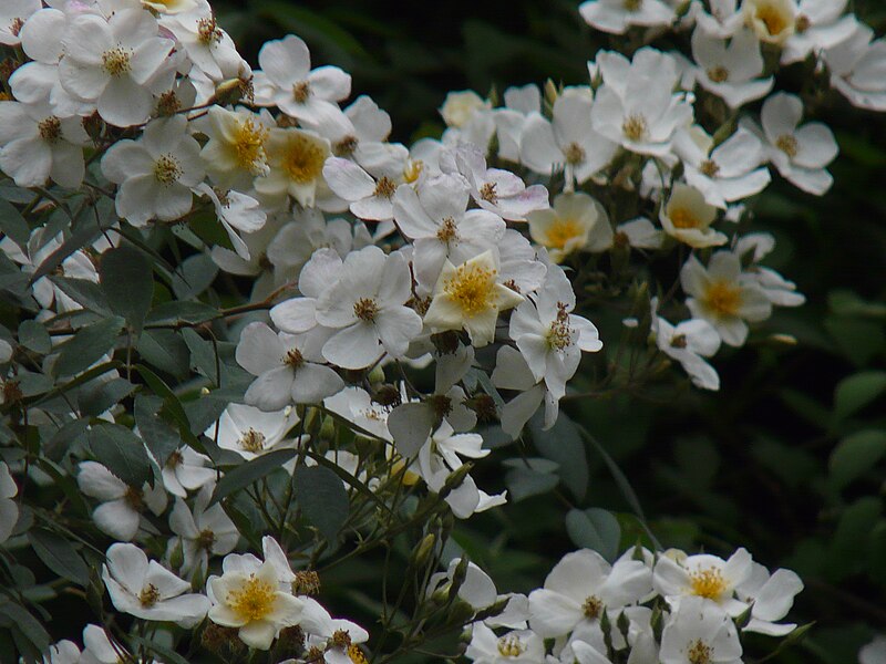 File:Himalayan Musk Rose (2560531383).jpg