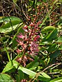 Inflorescence d’Hirtella racemosa.