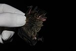 Thumbnail for Southern big-eared brown bat