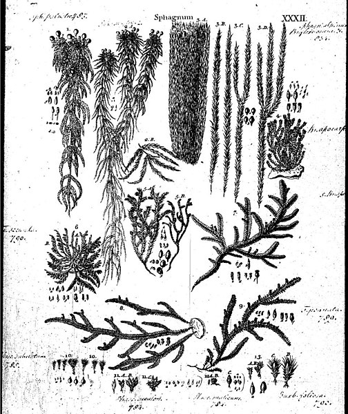 File:Historia muscorum plate 32 Sphagnum.jpg