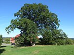 Holstendorf oak naturdenkmal.jpg