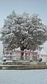 Holy oak tree covered with snow.jpg