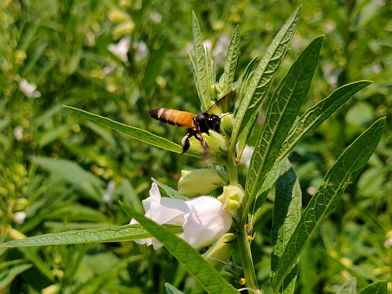 File:Honey bee collecting nectar from flower.jpg