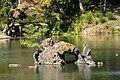 Horaijima rock at Rikugi-en garden in Bunkyō, Tokyo.