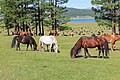 Chevaux près de Khatgal