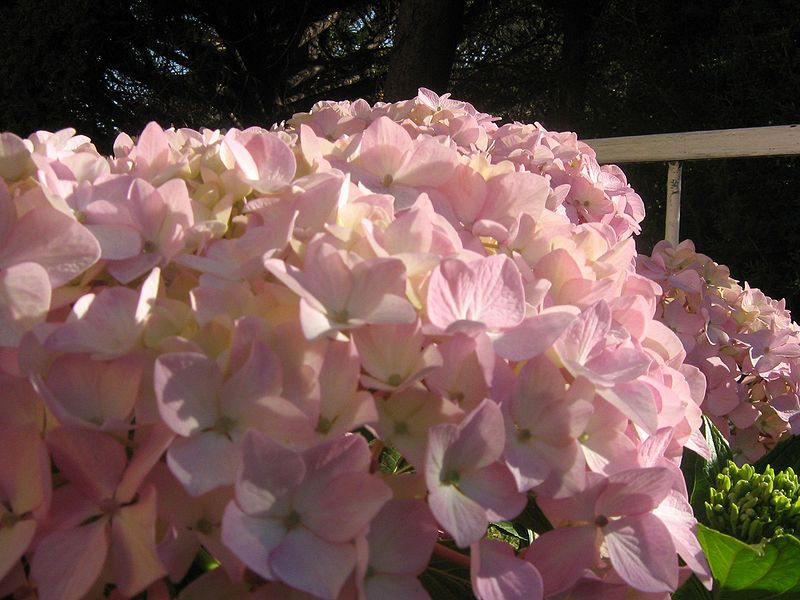 File:Hortensia18.jpg