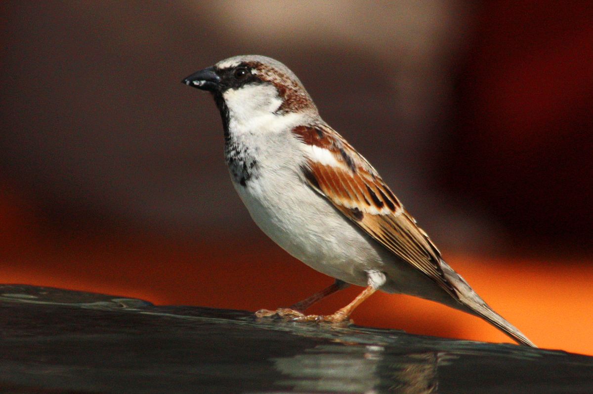 House sparrow - Wikipedia