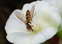 Episyrphus balteatus (Syrphidae)