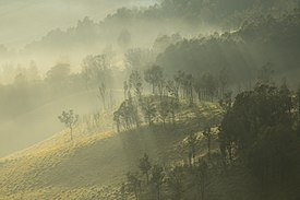 Hutan savanna bromo