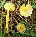 Hygrocybe glutinipes