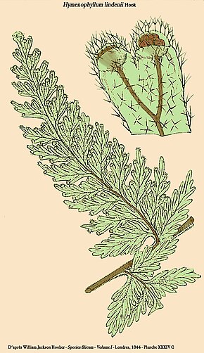 Descrizione dell'immagine Hymenophyllum lindenii.jpg.