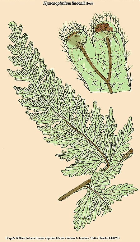 Hymenophyllum lindenii