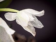 Hymenorchis javanica (27461441619).jpg