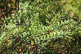 Hypericum forrestii - Quarryhill Botanical Garden - DSC03306.JPG