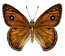 Hypocysta euphemia (ento-csiro-au).jpg