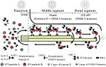 Thumbnail for Intraflagellar transport