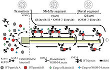 Intraflagellar transport in the cilia of the nematode C. elegans IFTcilia.jpg