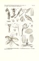 Spathoglottis aurea tab 44 fig. II in: Johannes Jacobus Smith: Icones Orchidacearum Malayensium I (1930)