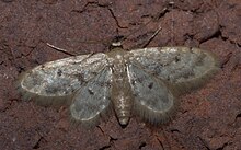 Idaea minuta P1100182a.jpg