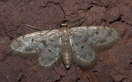 Idaea minuta