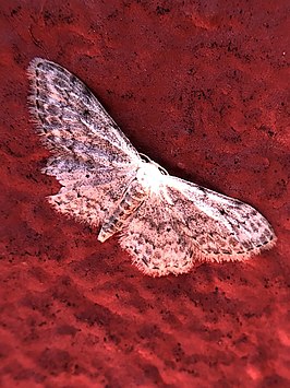 Idaea vesubiata