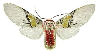 <i>Idalus maesi</i> Species of moth