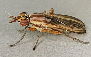 <i>Ilione lineata</i> Species of fly