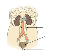 Illu urinary system neutral.png