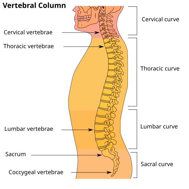 human spine anatomy